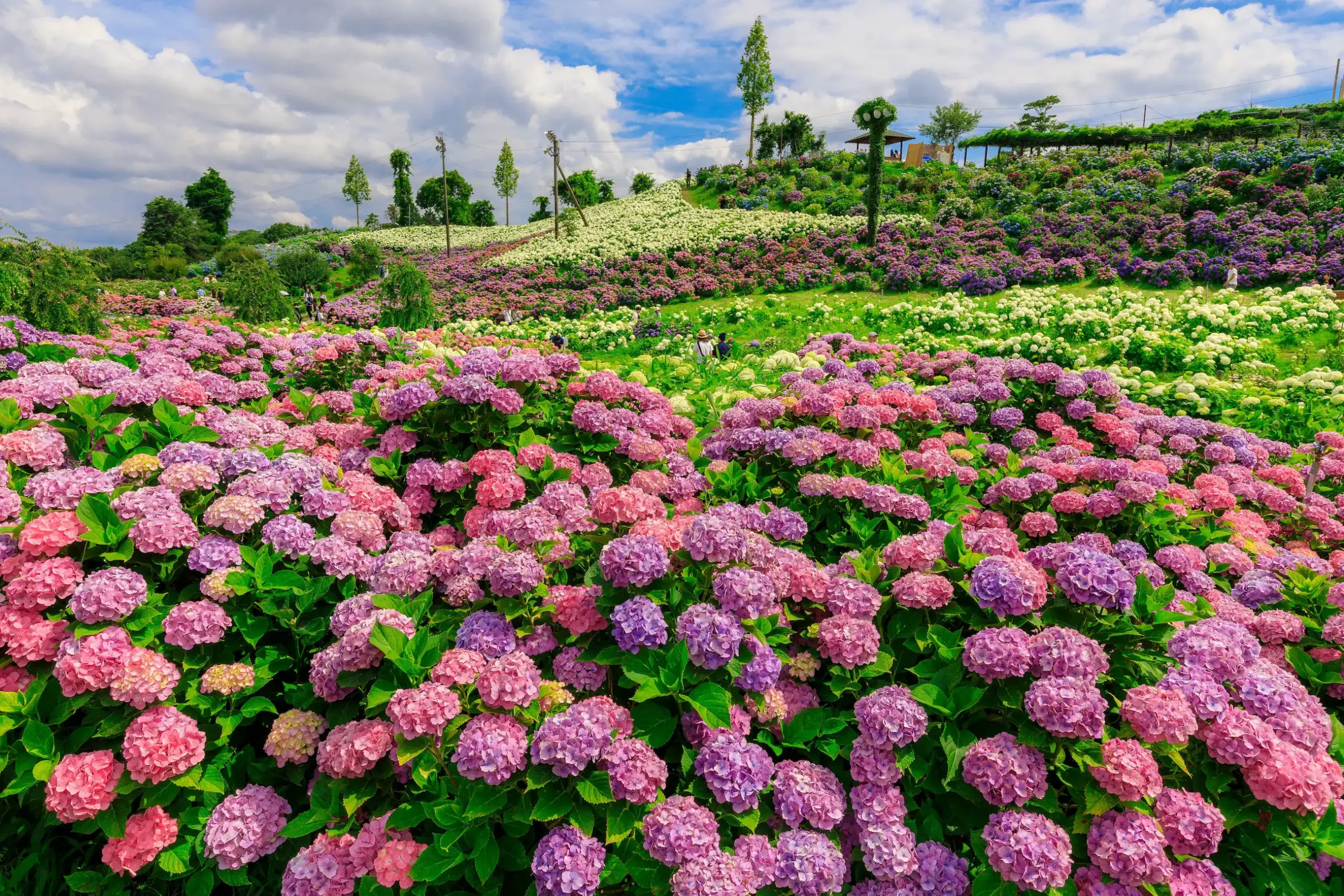 75000本の紫陽花 かざはやの里 （津市)