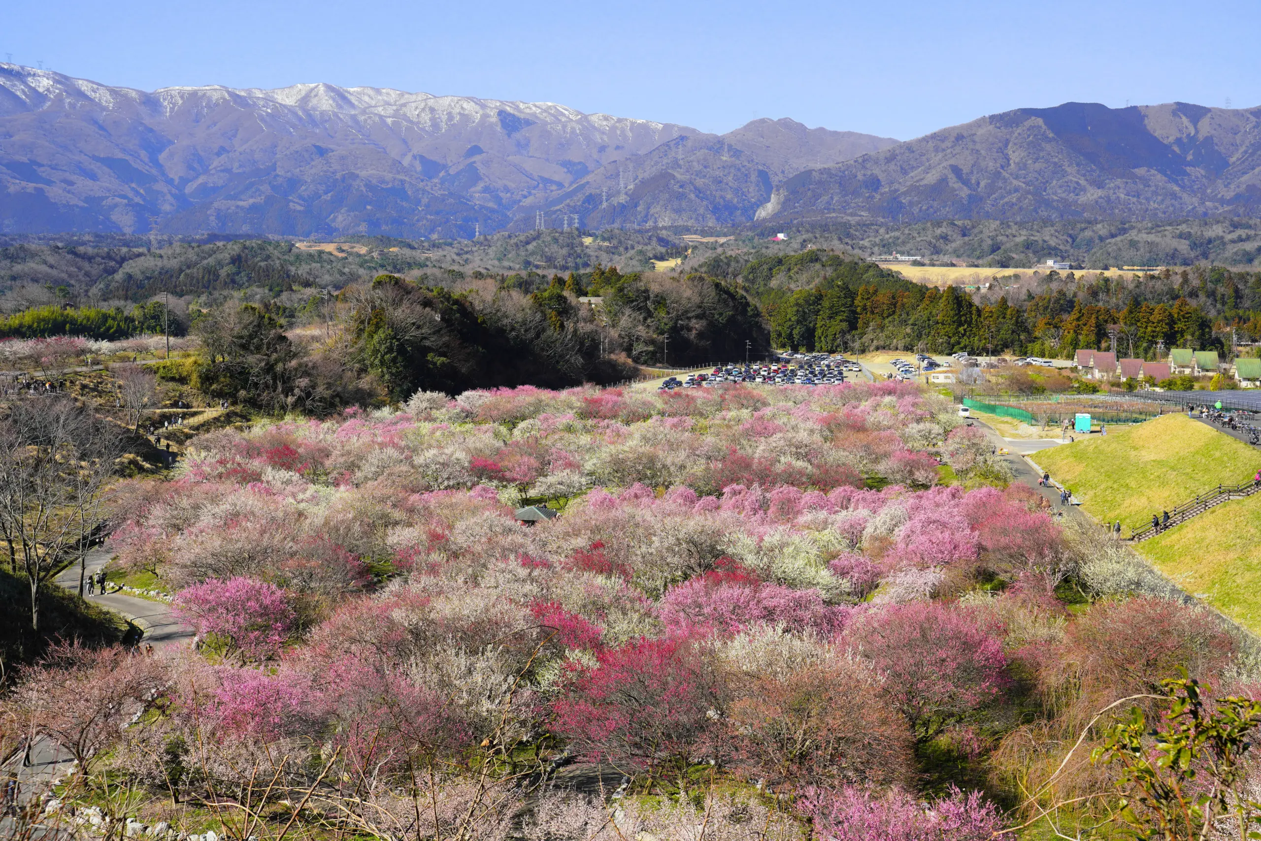 梅林園の全貌　いなべ市農業公園　(いなべ市)