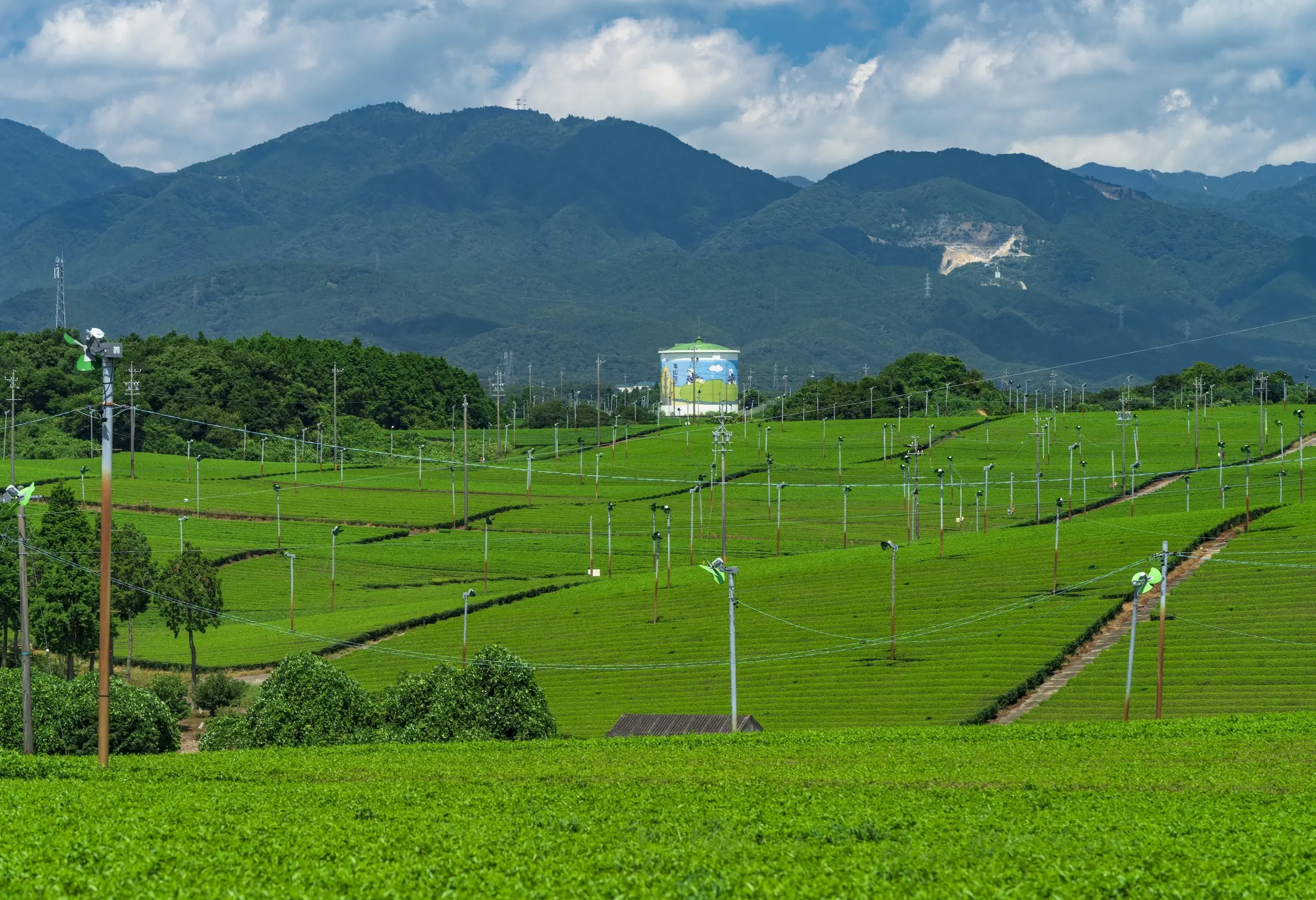亀山市：新緑に染まる茶畑と鈴鹿山脈